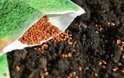 Der Samen ist gesät